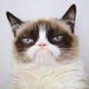 grumpycat3051's picture